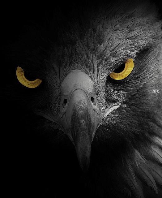 Hawk Download Wallpapers