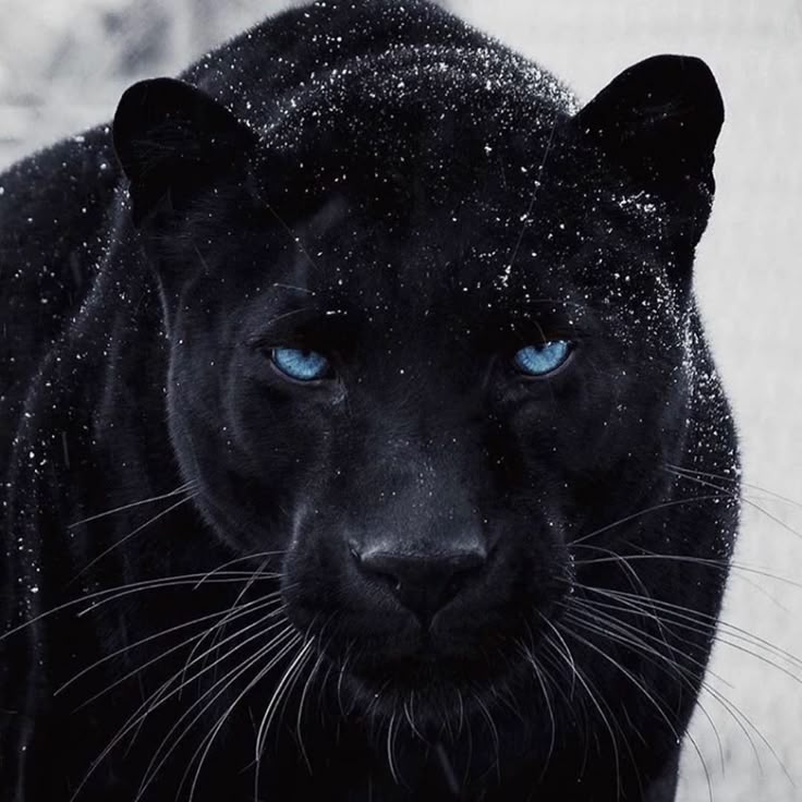 Panther Download Wallpapers