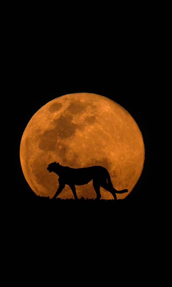 Cheetah Download Wallpapers
