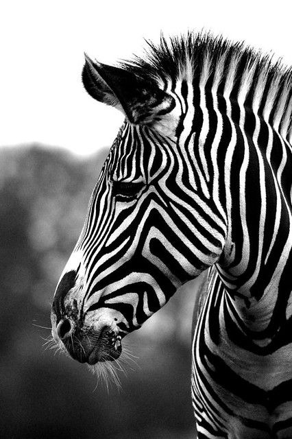 Zebra Download Wallpapers