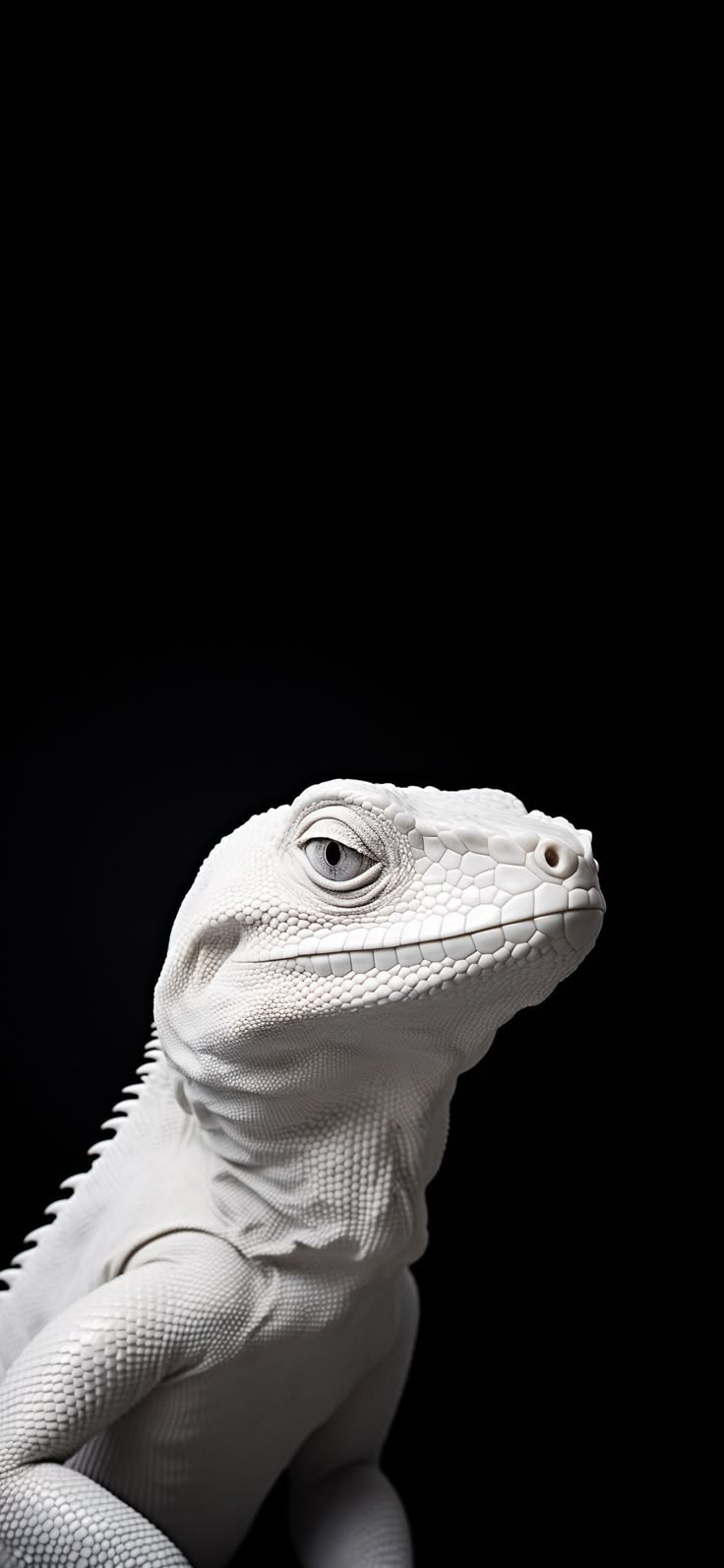 Iguana Download Wallpapers