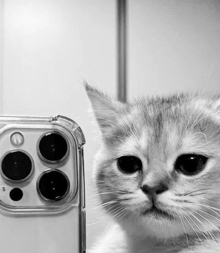Cat photo Download Wallpapers