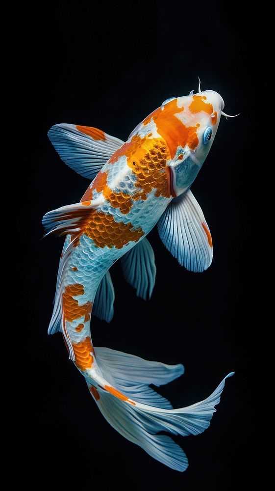 Koi Fish Download Wallpapers
