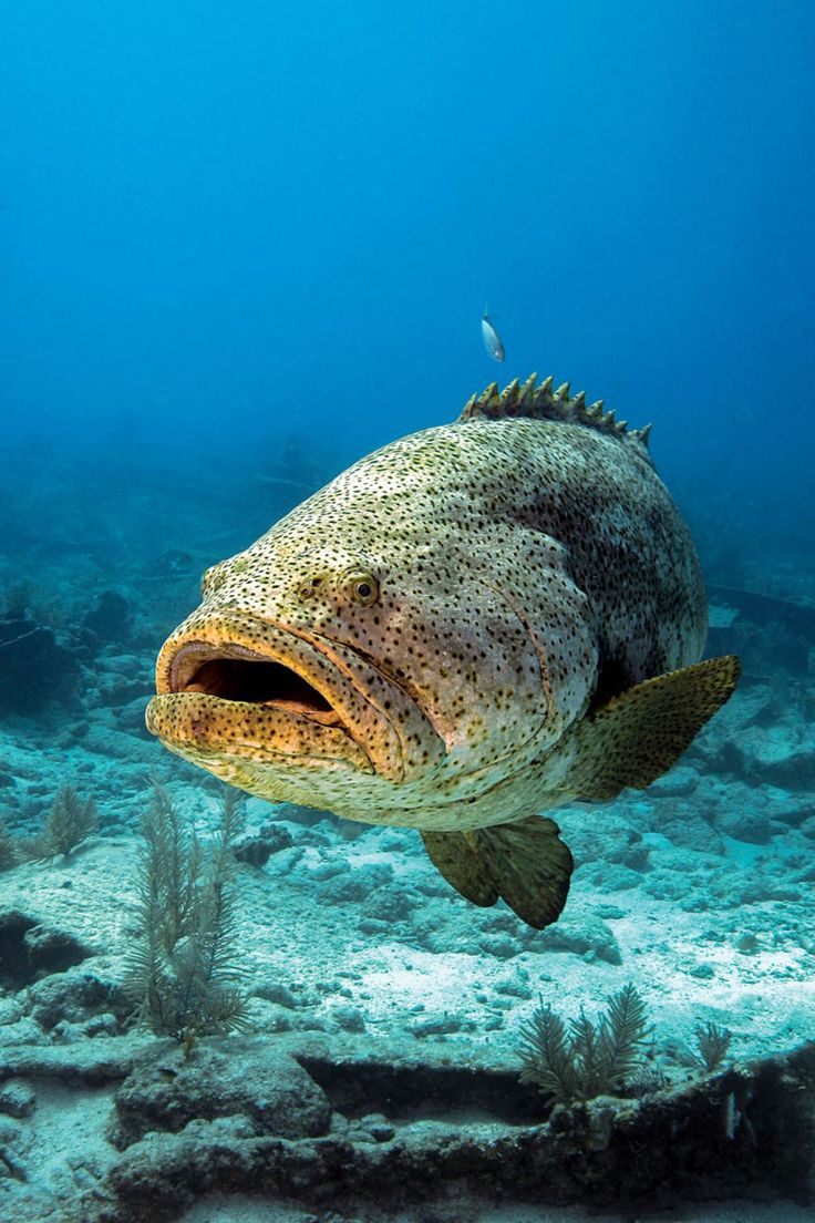 Stone Fish Download Wallpapers