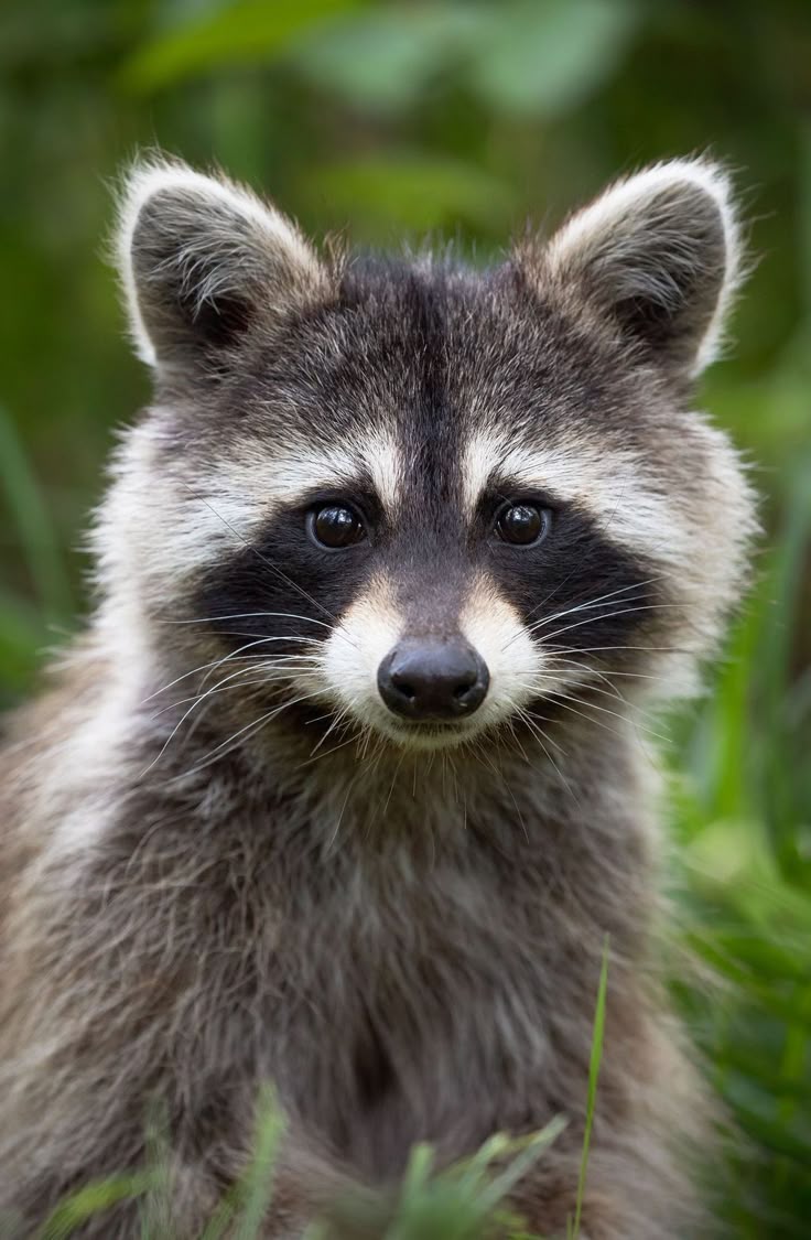 Raccoon Download Wallpapers