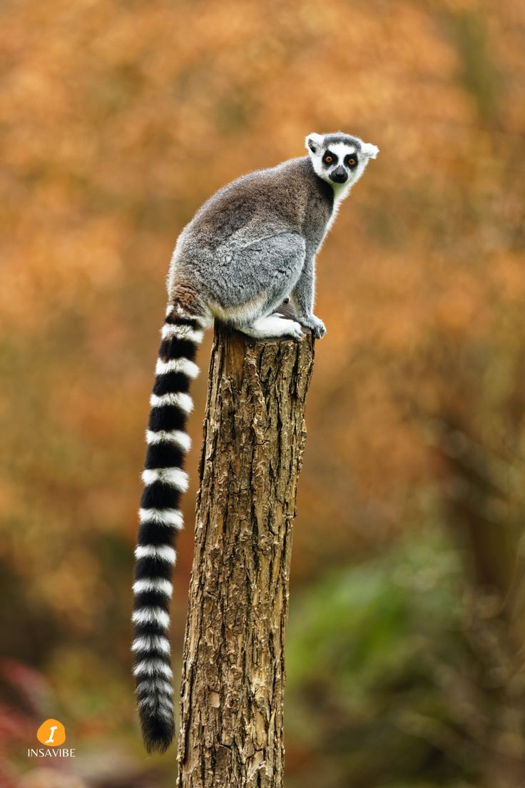 Lemur Download Wallpapers