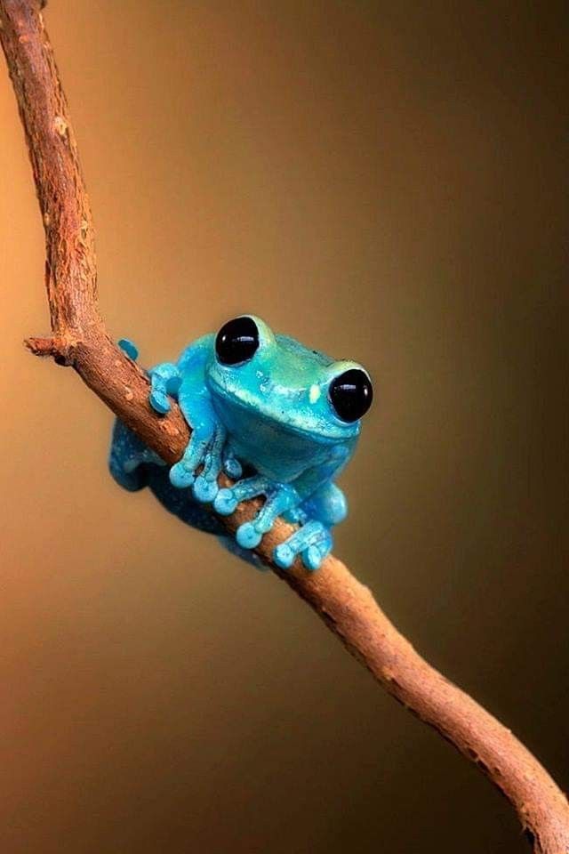 Download Wallpapers