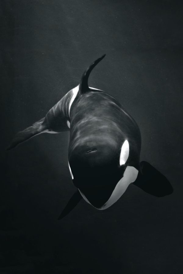 Killer Whale Download Wallpapers