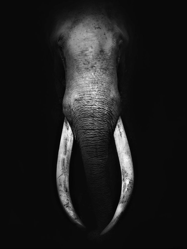 Mammoth Download Wallpapers