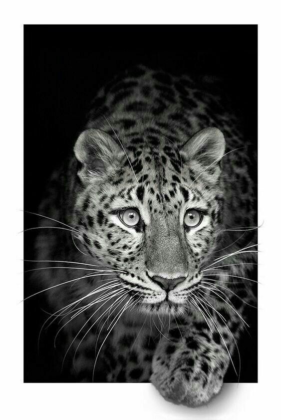 Cheetah Download Wallpapers