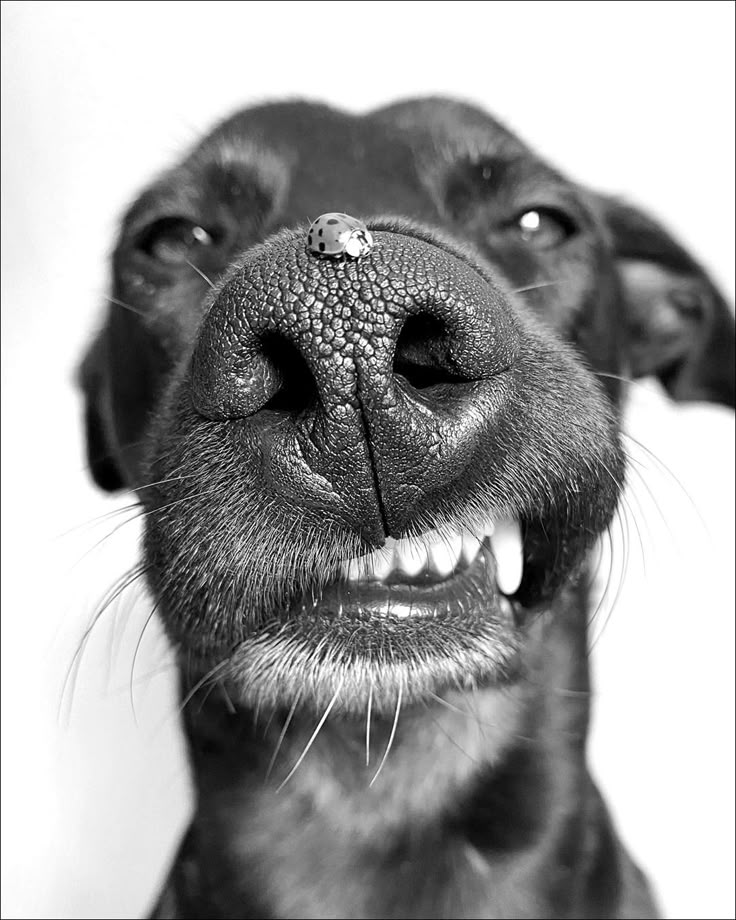 Dog Download Wallpapers