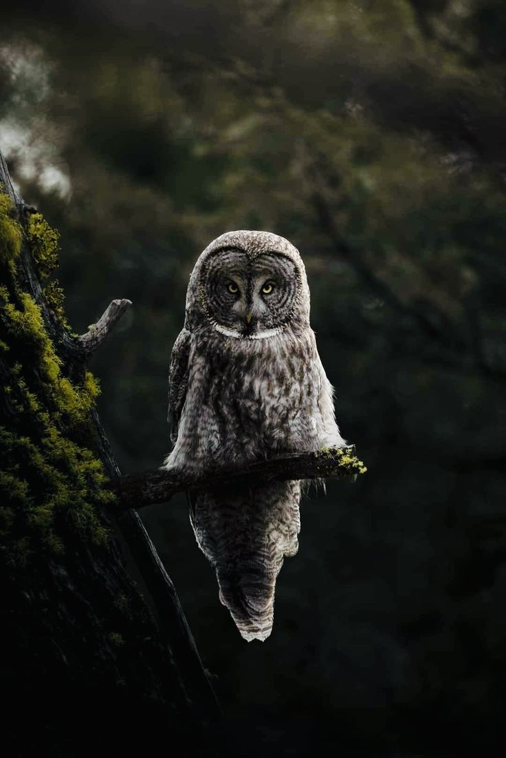Owl Download Wallpapers