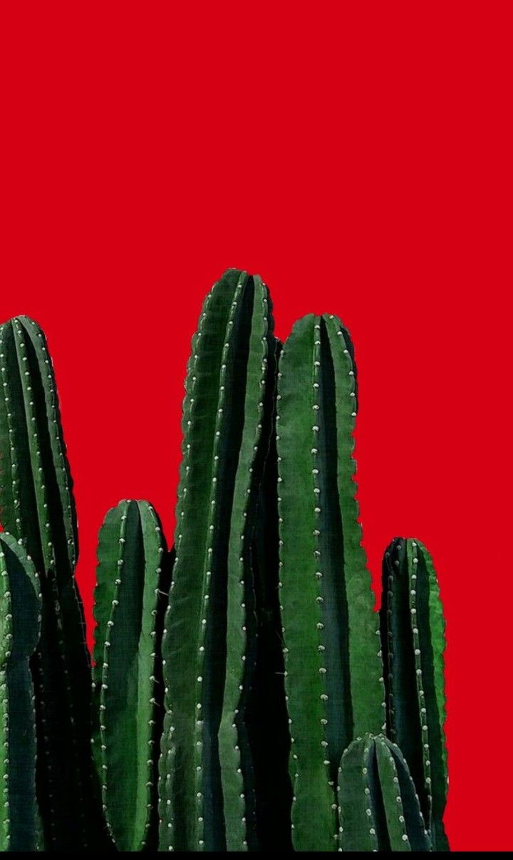 Cactus Download Wallpapers