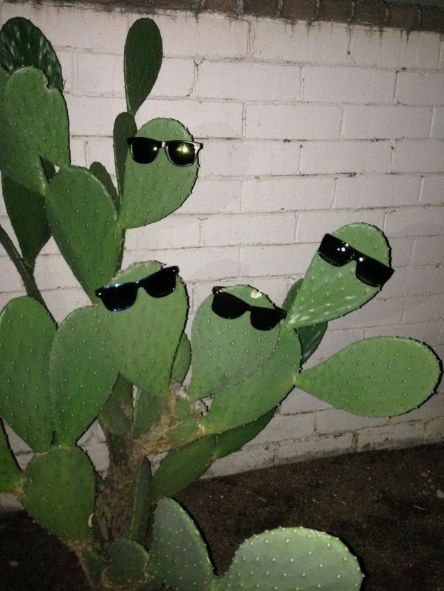 Cactus Download Wallpapers