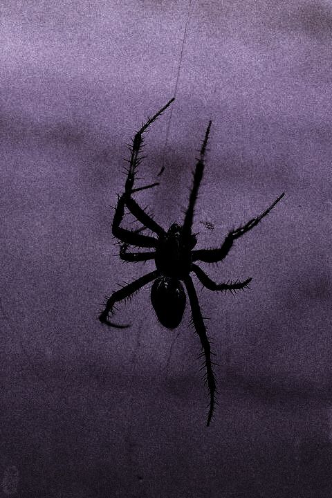 Spider Download Wallpapers