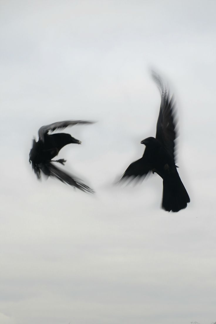 Fight/Flight Download Wallpapers
