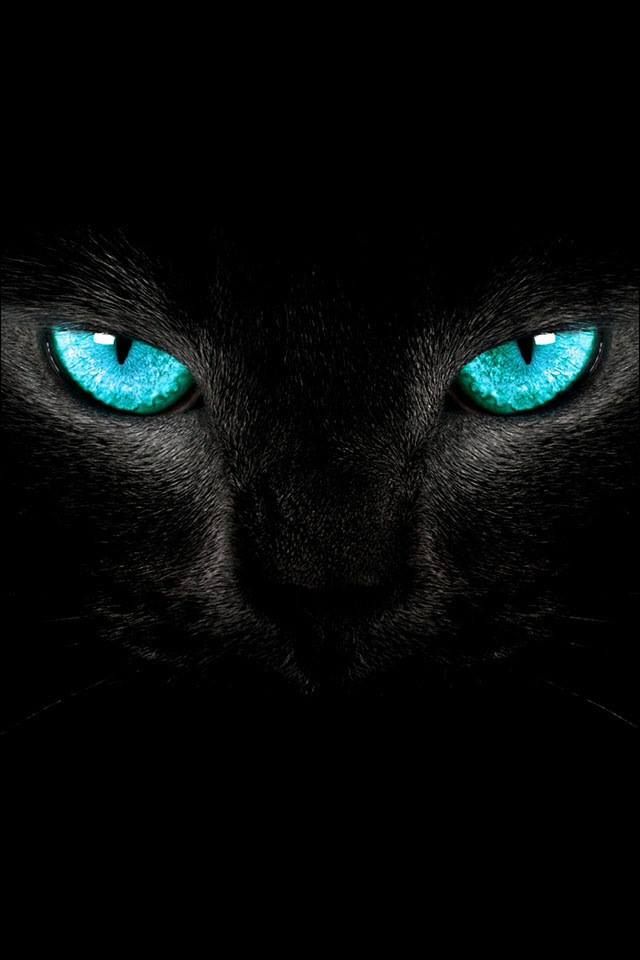 Cat Download Wallpapers