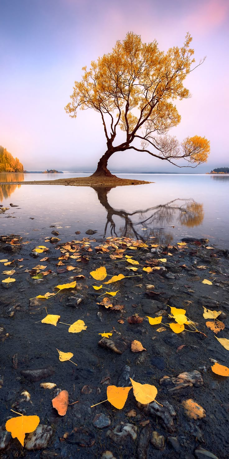 Tree Download Wallpapers