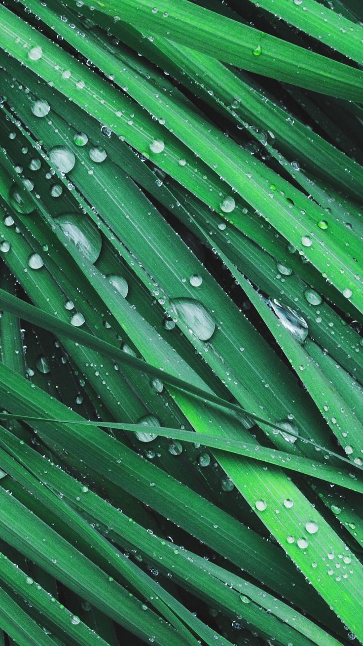 Leaf Download Wallpapers