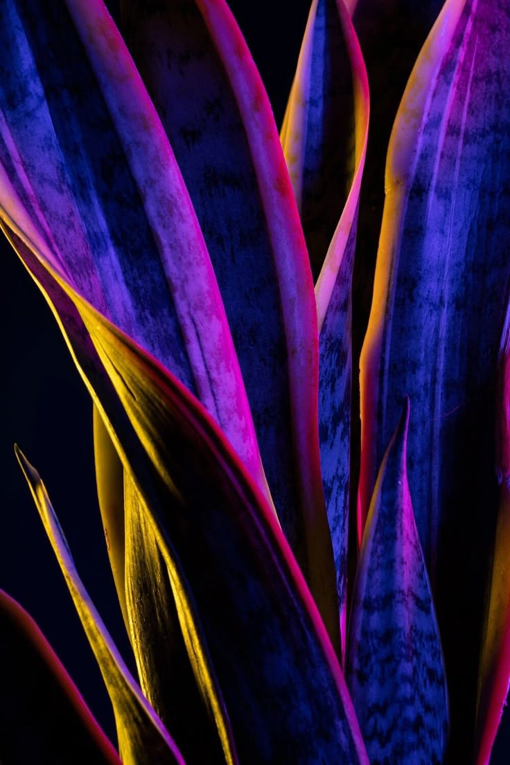 Download Wallpapers