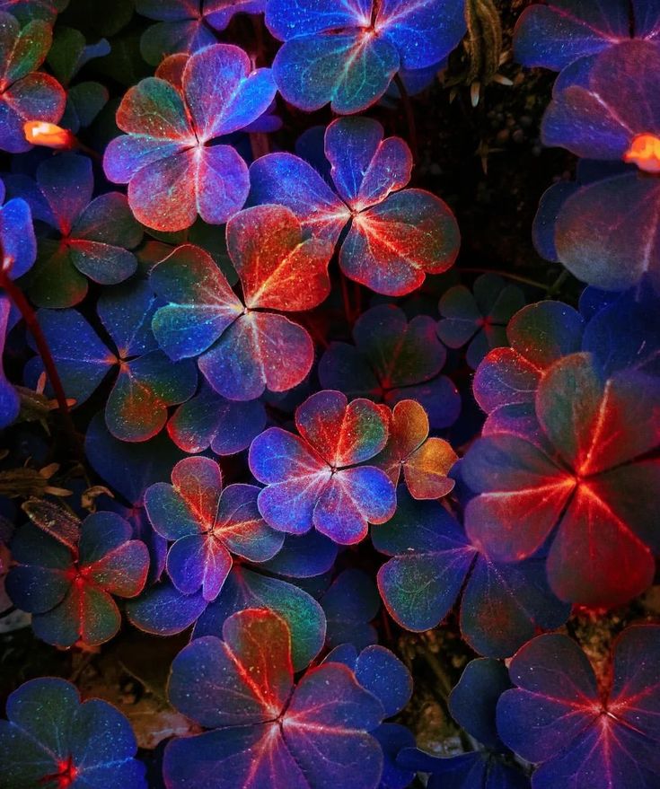 Flowers Download Wallpapers