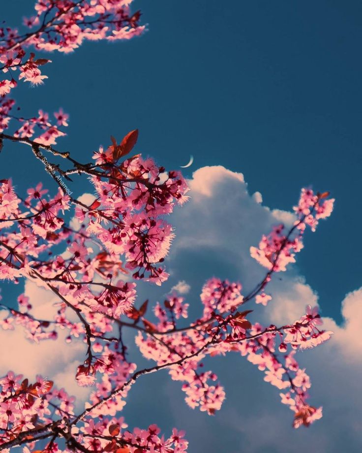 Flower Download Wallpapers