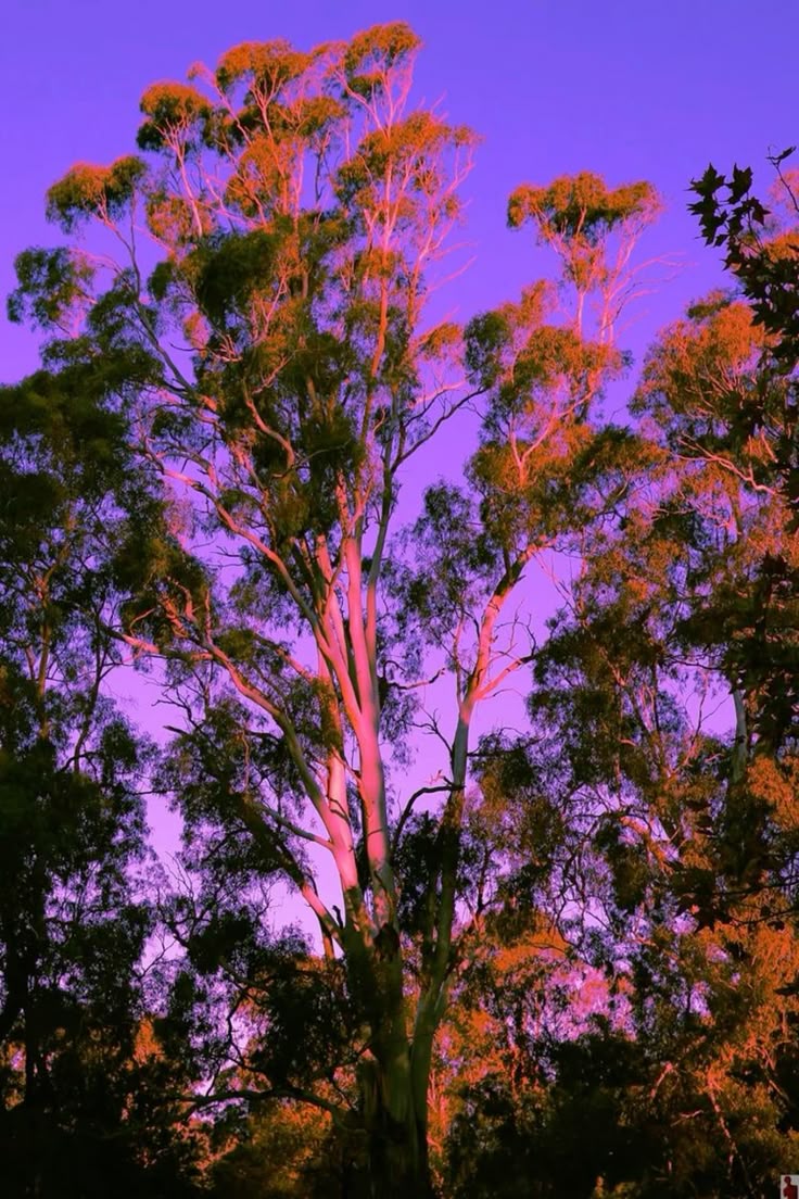 Tree Download Wallpapers