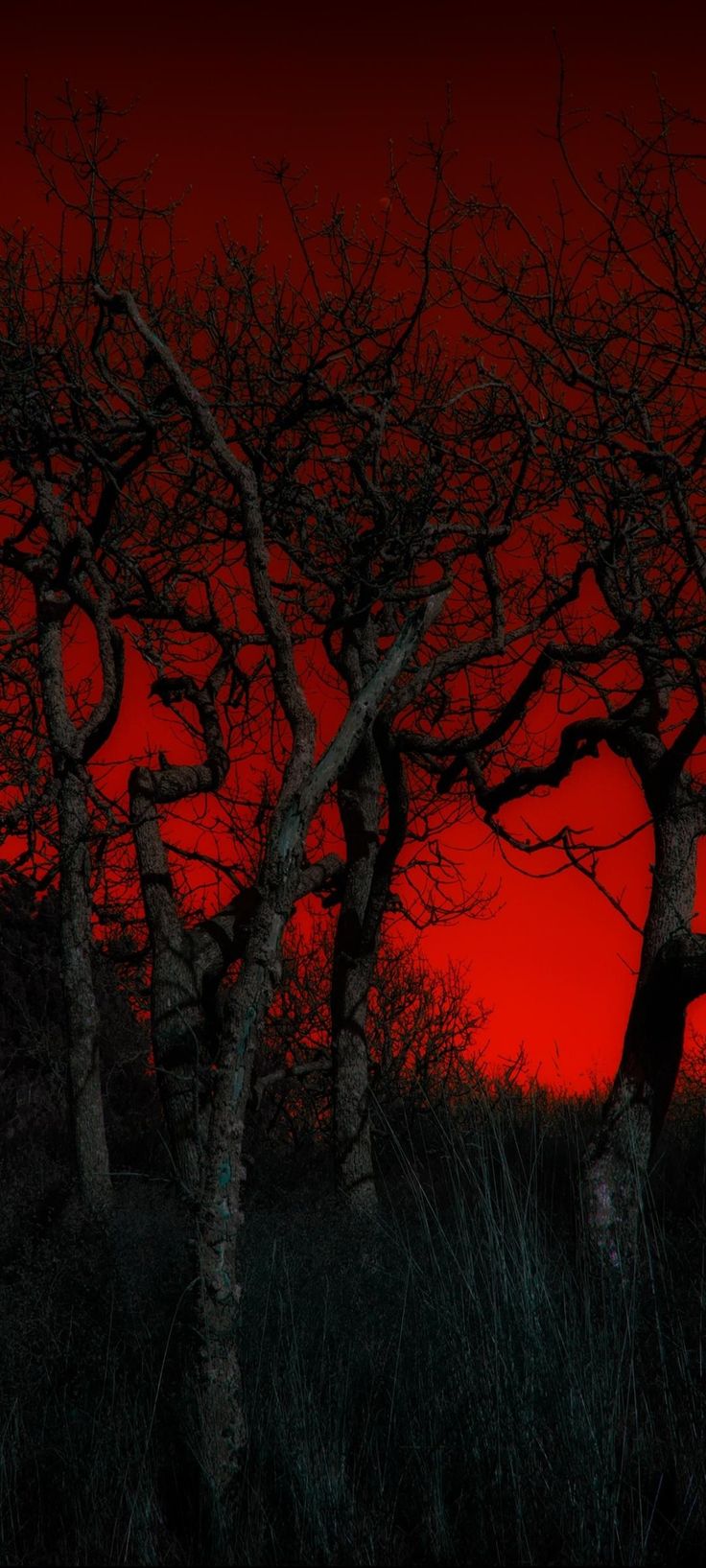 Tree Download Wallpapers