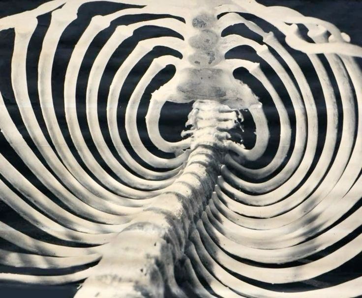 Hypnotizing Rib Download Wallpapers