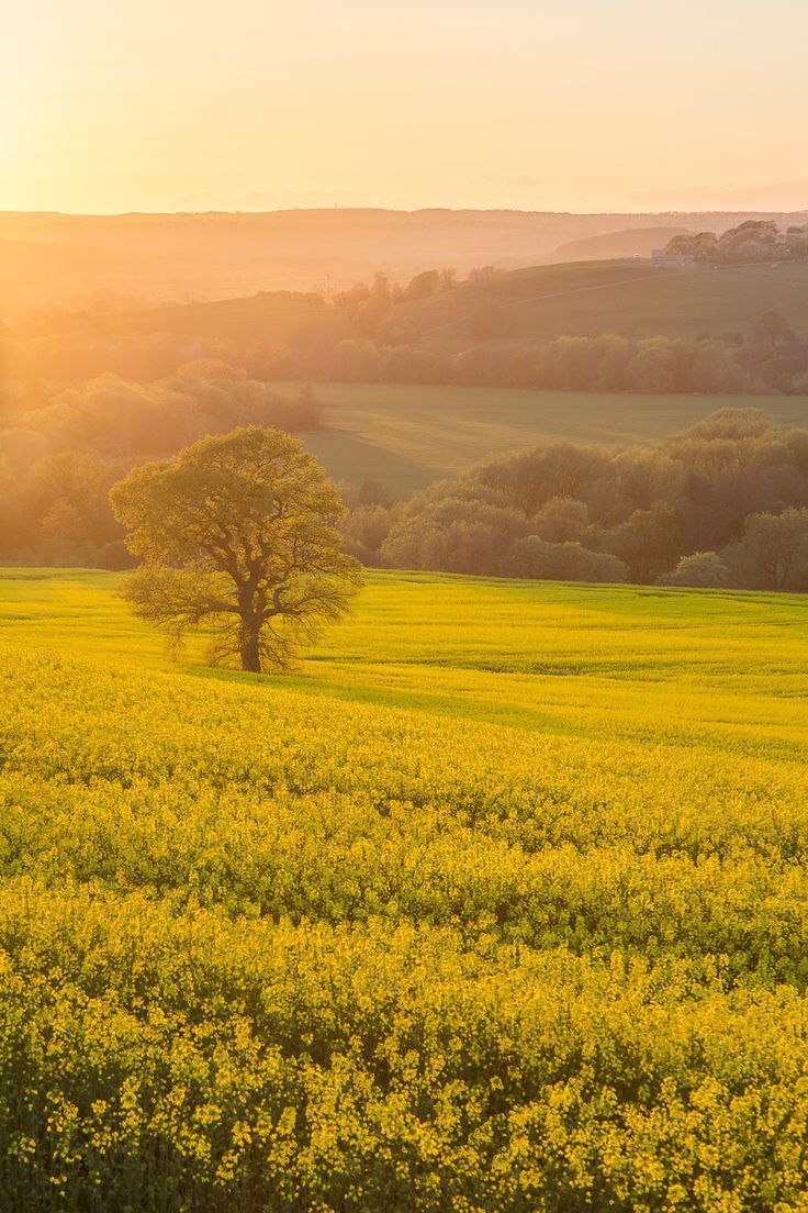 Grassland Download Wallpapers