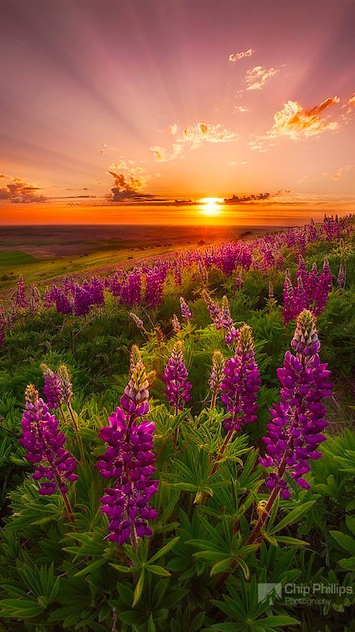 Flowers Download Wallpapers