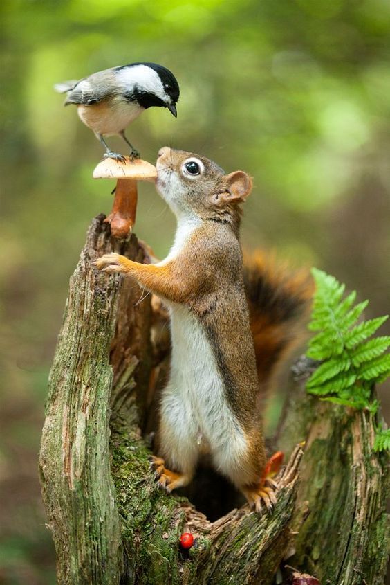 Squirrel Download Wallpapers