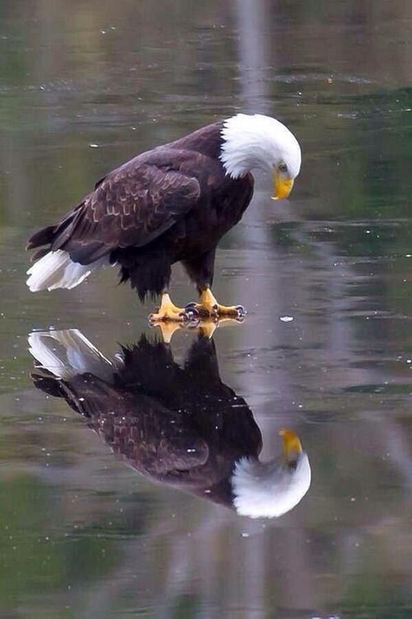 Eagle Download Wallpapers