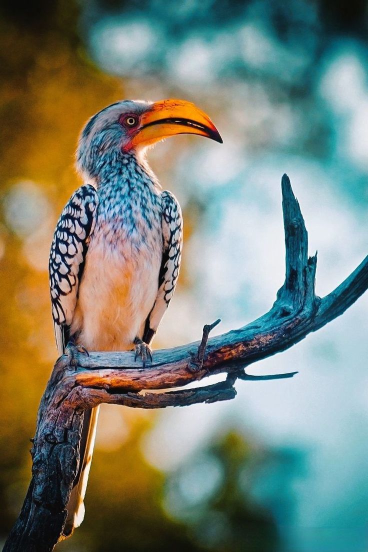 Bird Download Wallpapers