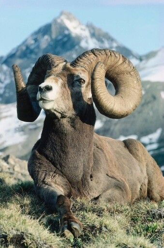 Mountain Goat Download Wallpapers