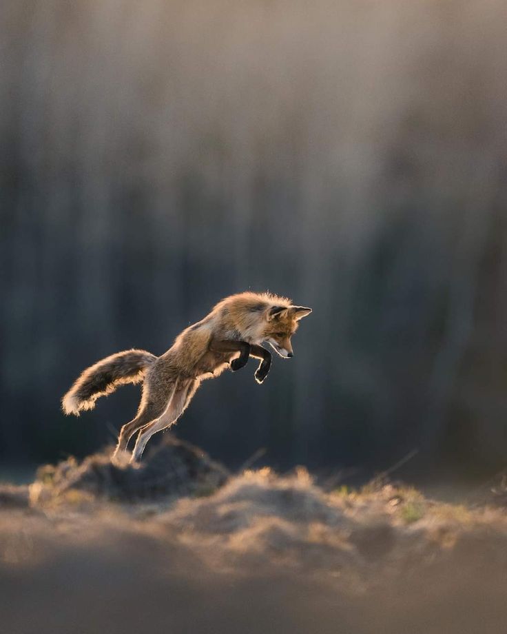 Fox Download Wallpapers