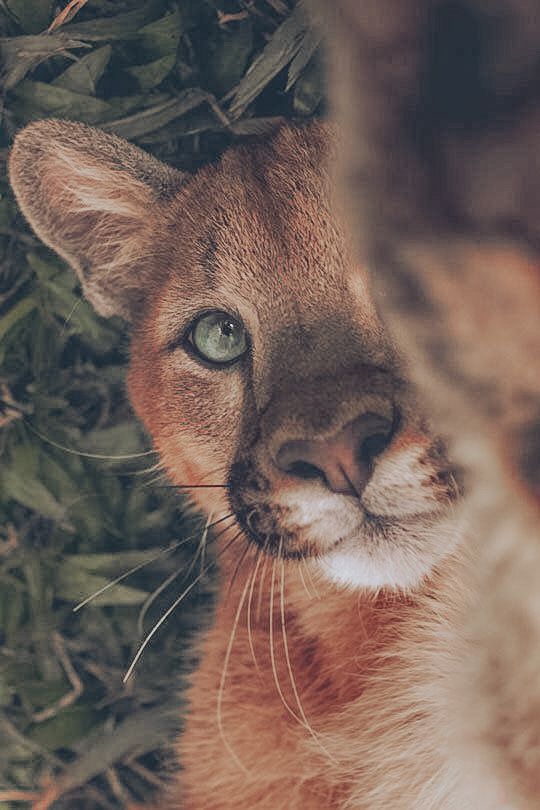 A Cub Download Wallpapers