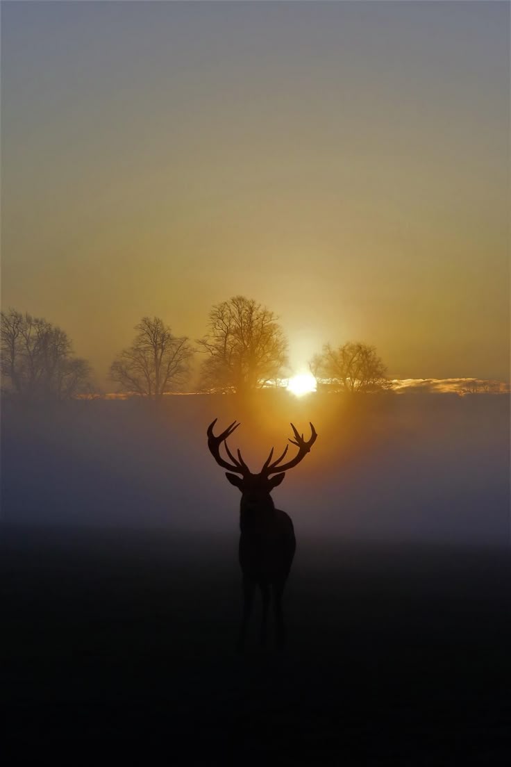 Deer Download Wallpapers