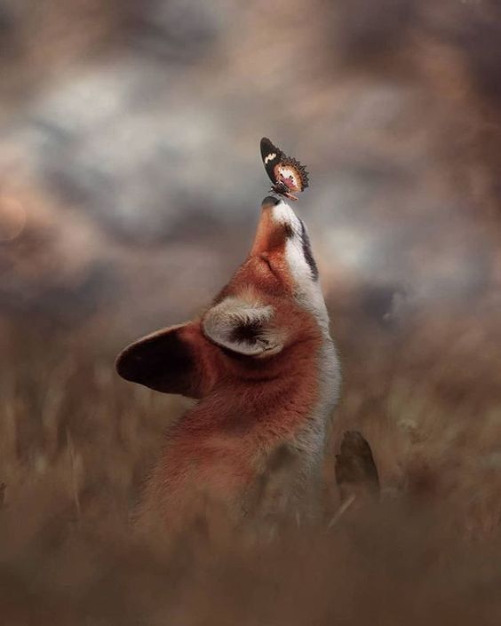 Red Fox Download Wallpapers