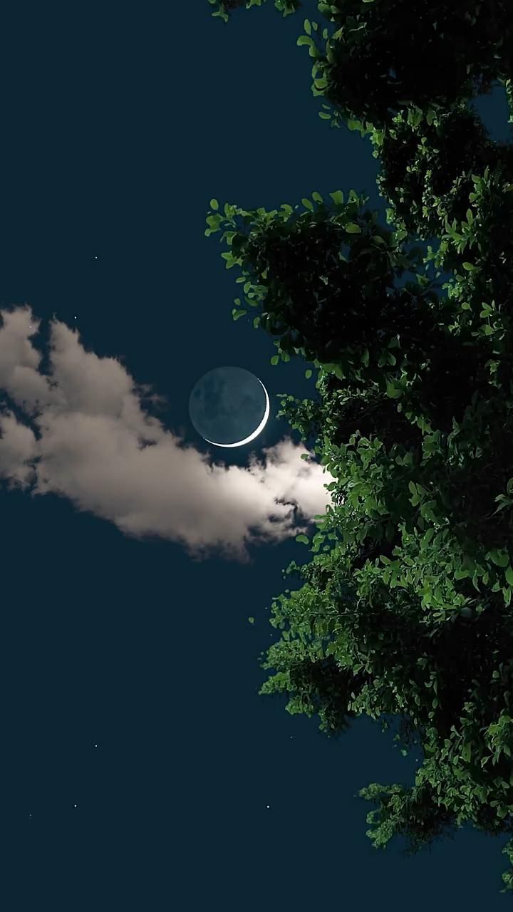 Trees Download Wallpapers