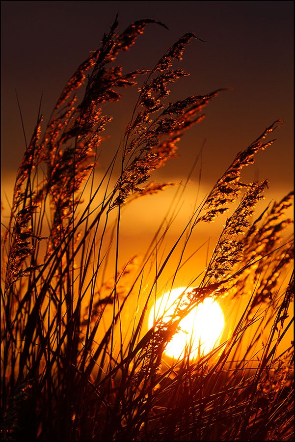 Field Download Wallpapers