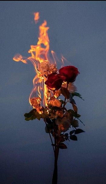 Burning flower Download Wallpapers