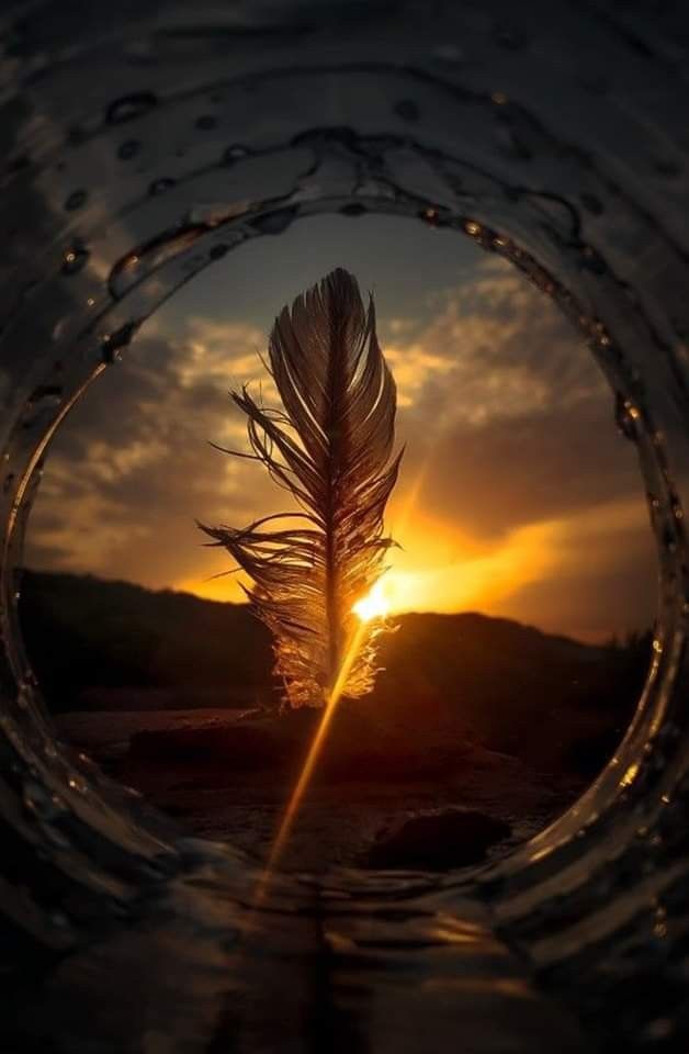 Feather Download Wallpapers