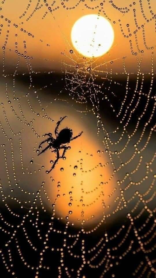 Spider Download Wallpapers