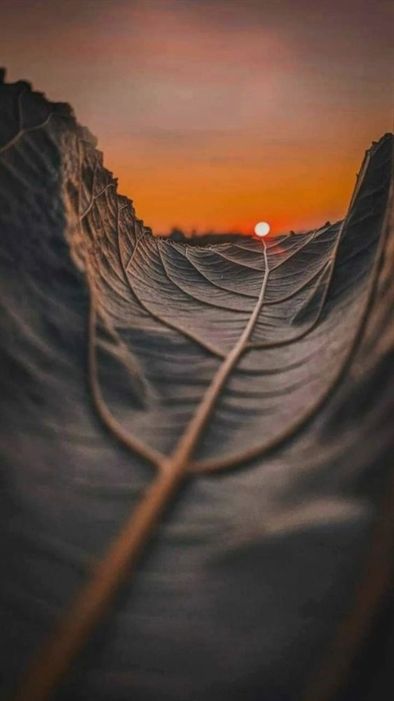 Leaf Download Wallpapers