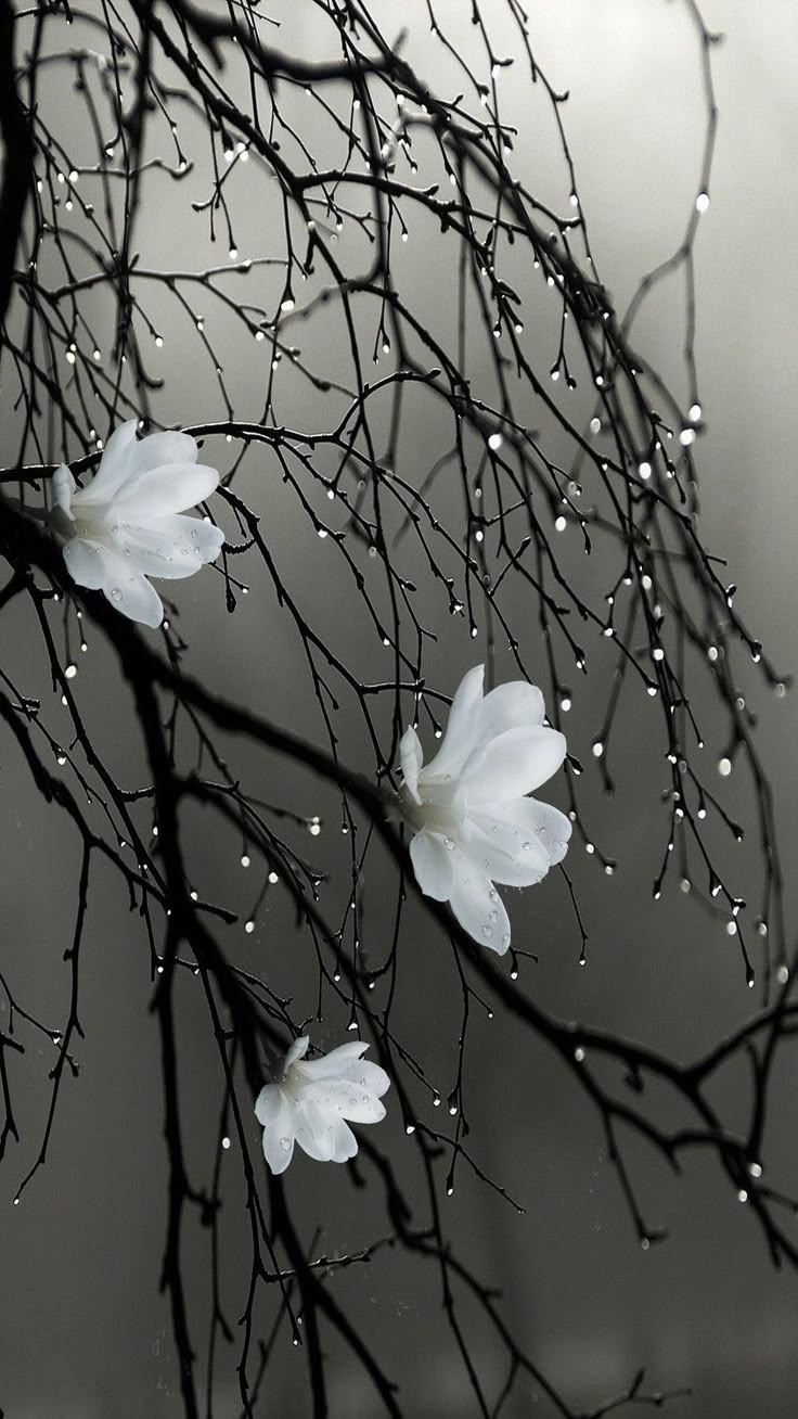 Flower Download Wallpapers