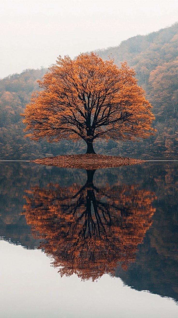 Tree Download Wallpapers