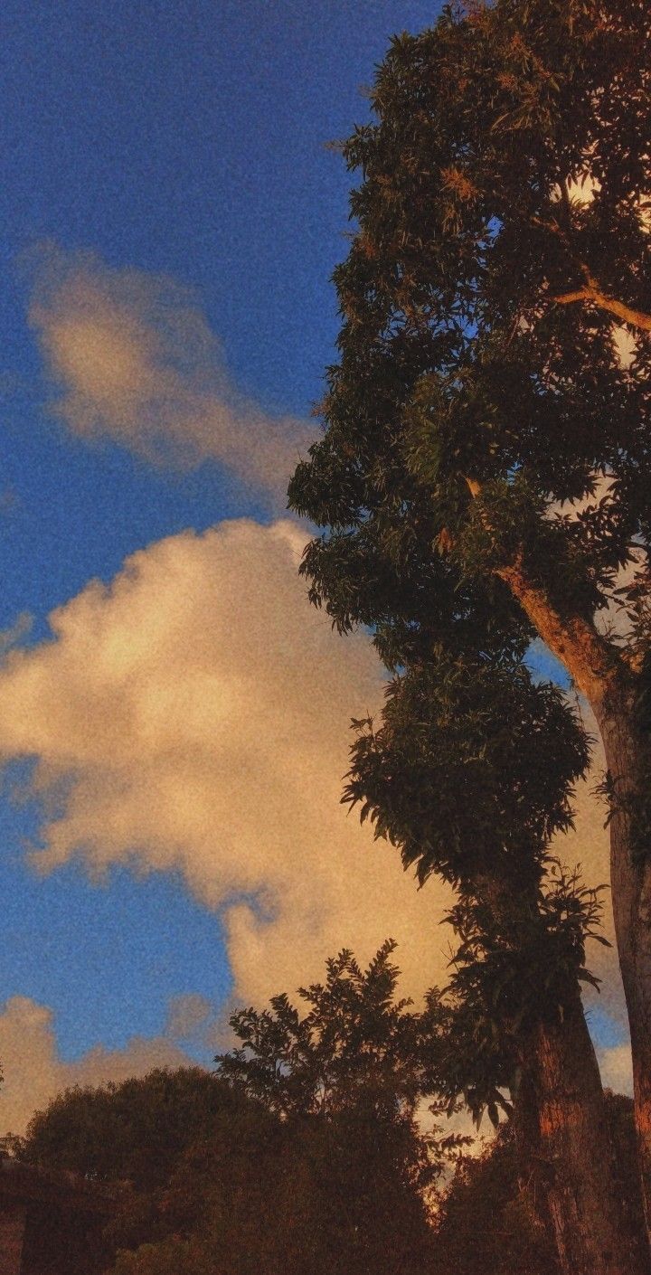 Tree Download Wallpapers