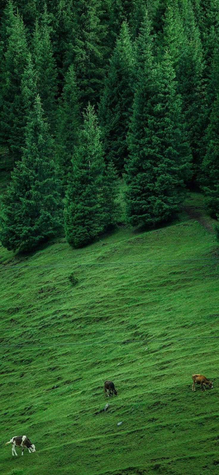 Field Download Wallpapers