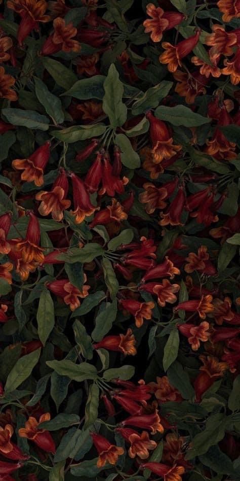 Flower Download Wallpapers